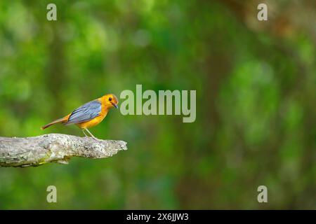 Natalrötel, Red-Capped Robin-Chat, Red-Capped Robin-Chat, Red-Capped Robin-Chat, Rufous-Capped Robin-Chat, (Cossypha natalensi), Cossyphe à calotte RO Stockfoto