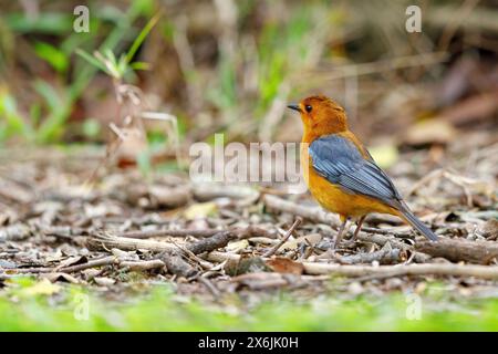 Natalrötel, Red-Capped Robin-Chat, Red-Capped Robin-Chat, Red-Capped Robin-Chat, Rufous-Capped Robin-Chat, (Cossypha natalensi), Cossyphe à calotte RO Stockfoto