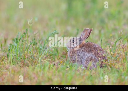 Wildkaninchen (Oryctolagus cuniculus), Europäisches Kaninchen, gemeines Kaninchen, conejo Común, conejo europeo, Lapin de garenne, Lapin Commun Stockfoto