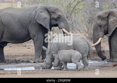 Afrikanische Buschelefanten (Loxodonta africana), ausgewachsene männliche Tiere, mit südlichen weißen Nashörnern (Ceratotherium simum), ausgewachsene weibliche Tiere mit jungen Nashörnern, Stockfoto
