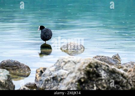 Am Ufer des Bielersees Stockfoto