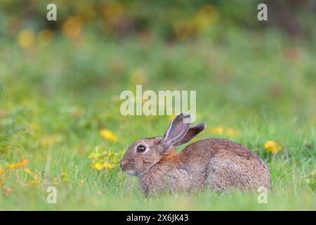 Wildkaninchen (Oryctolagus cuniculus), Europäisches Kaninchen, gemeines Kaninchen, conejo Común, conejo europeo, Lapin de garenne, Lapin Commun Stockfoto