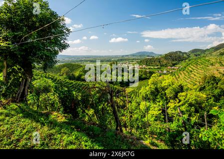 Nahaufnahme der Prosecco-Hügel bei Vidor bei Treviso Nahaufnahme eines Stiels von Prosecco-Rebblättern im Frühjahr bei Castelfranco Veneto in Veneto Ita Stockfoto