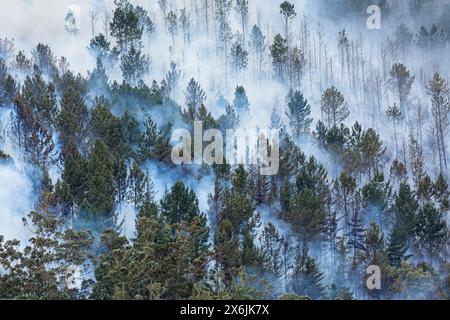 Landschaft in Südafrika, Waldbrand, Feuer, Rauch, Flammen, brennender Wald, Stockfoto