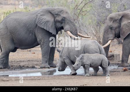 Afrikanische Buschelefanten (Loxodonta africana) und südliche weiße Nashörner (Ceratotherium simum simum), Elefantenbullen und adulte weibliche Nashörner, Drinki Stockfoto