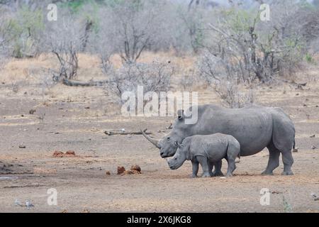 Südliches weißes Nashorn (Ceratotherium simum), erwachsenes Weibchen mit ängstlichem jungen Nashorn, steht am Wasserloch, wartet auf Trinken, Stockfoto