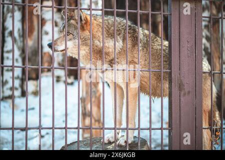 Nahaufnahme eines Wolfs hinter Gittern in einem Zoo, wildes Raubtier, Säugetier Stockfoto