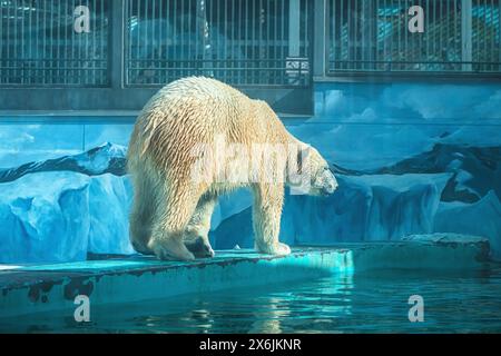 Ein Eisbär in einem Zoo spaziert auf einem Felsvorsprung auf blauem Hintergrund in Form von Eisschollen Stockfoto