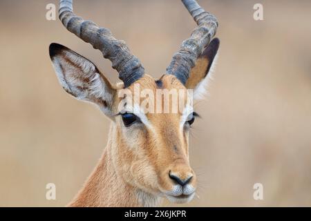 Gemeiner Impala (Aepyceros melampus), männlicher Erwachsener, Nahaufnahme des Kopfes, der Ohren und Hörner, Tierporträt, Kruger-Nationalpark, Südafrika, Afrika Stockfoto