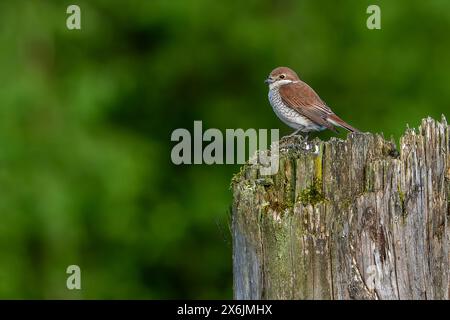 Rote Garnele (Lanius collurio), die im Frühjahr auf Baumstamm am Waldrand thront Stockfoto