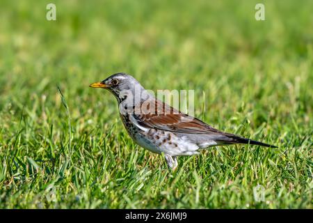 Feldarbeit (Turdus pilaris), Erwachsene, die auf Grasland/Wiese auf Nahrungssuche sind Stockfoto