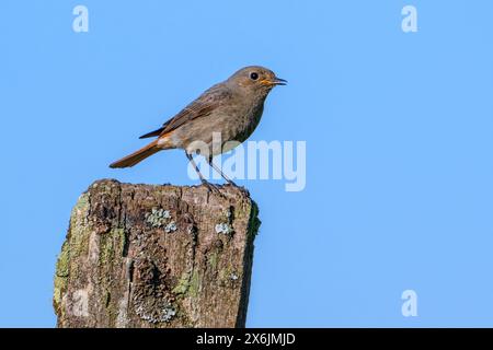 Schwarzer Rotschwarz (Phoenicurus ochruros gibraltariensis) weiblich / männlich im ersten Kalenderjahr auf verwittertem Holzzaunpfosten im Frühjahr Stockfoto