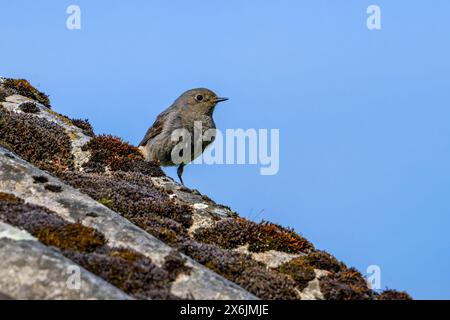 Schwarzer Rotschwarz (Phoenicurus ochruros gibraltariensis) weiblich / männlich im ersten Kalenderjahr auf dem alten, mit Moos bedeckten Dach Stockfoto