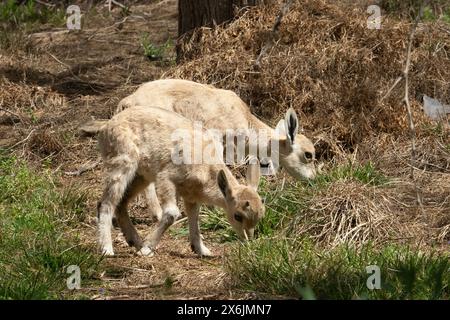 Zwei kleine Steinböcke, ihre Hörner sind bereits sichtbar, grasen an einem sonnigen Tag in Israel. Stockfoto