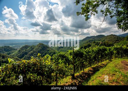 Nahaufnahme der Prosecco-Hügel bei Vidor bei Treviso Nahaufnahme eines Stiels von Prosecco-Rebblättern im Frühjahr bei Castelfranco Veneto in Veneto Ita Stockfoto