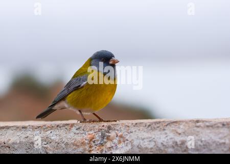 Männlicher grauhammelfink (Phrygilus gayi) in der Nähe des Naturschutzgebietes Villavicencio in Mendoza, Argentinien. Stockfoto