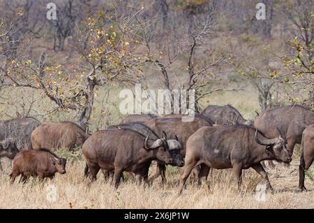 Kapbüffel (Syncerus Caffer Caffer Caffer), Herde mit Kalb, Wandern in trockenem Gras, Kruger-Nationalpark, Südafrika, Afrika Stockfoto