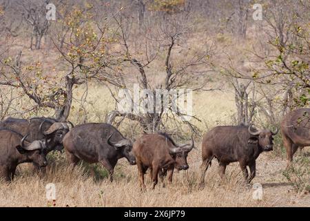 Kapbüffel (Syncerus Caffer Caffer Caffer), Herde mit Kälbern, Wandern in trockenem Gras, Kruger-Nationalpark, Südafrika, Afrika Stockfoto