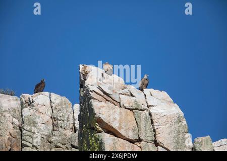 Gänsegeier (Gyps fulvus) und Kaninergeier (Aegypius monachus), Monfraguee Nationalpark, Extremadura, Castilla La Mancha, Spanien Stockfoto