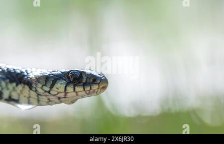 Geriebene Grasschlange (Natrix helvetica), Nahaufnahme des Kopfes mit Wassertröpfchen am Körper, Nordrhein-Westfalen, Deutschland Stockfoto