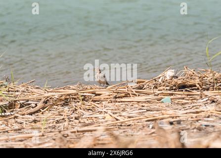 Haubenlark (Galerida cristata) an der Küste von Turkiye Stockfoto