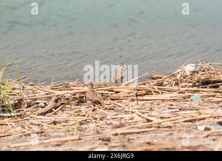 Haubenlark (Galerida cristata) an der Küste von Turkiye Stockfoto