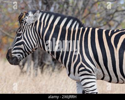 Burchell-Zebra (Equus quagga burchellii), erwachsener männlicher Mann in trockenem Gras, mit Rotschnabeloxspecht (Buphagus erythrorynchus) auf dem Kopf, Stockfoto