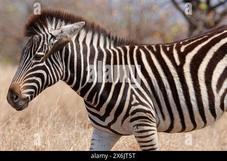 Burchell-Zebra (Equus quagga burchellii), Zebrafohlen im trockenen Gras, mit Rotschnabeloxspecht (Buphagus erythrorynchus) am Ohr, Stockfoto