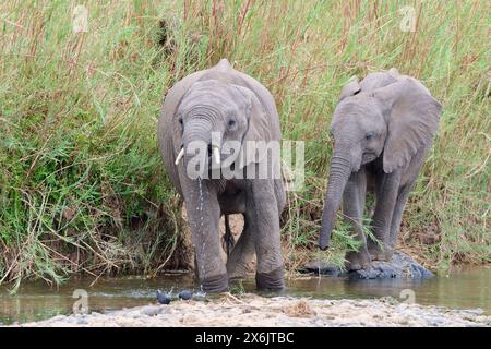 Afrikanische Buschelefanten (Loxodonta africana), Elefantenkälber, die am Olifants River trinken, zwei schwarze Crakes (Zapornia flavirostra), die sich auf der Suche nach Nahrungsmitteln befinden, Stockfoto