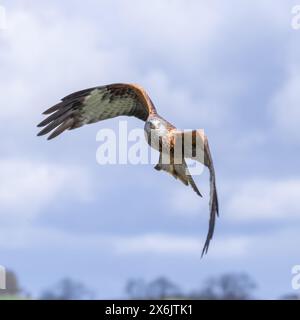 Eine Nahaufnahme eines roten Drachens, milvus milvus, während er fliegt. Der blaue Himmel bildet den Hintergrund mit Platz für Text auf dem roten Drachen milvus milvus Stockfoto