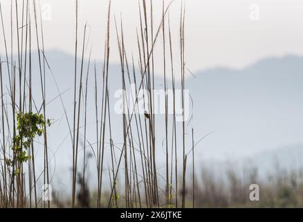 Whinchat (Saxicola rubetra) in Schilf. Ein Fernblick, aber typisch für die Aussicht auf Vögel in den Köyceğiz-Marschen, Turkiye! Stockfoto