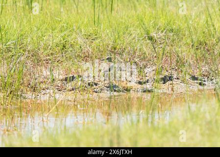 Holzsandpipers (Tringa glareola) am Patara Beach, Turkiye Stockfoto