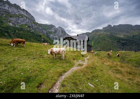 Alpenvereinshütte, Almhütte Hochweisssteinhaus, Kühe auf einer Bergwiese, Berglandschaft mit grünen Bergwiesen und felsigen Gipfeln Stockfoto