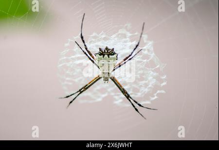 Orbflederspinne (Argiope submaronica), weiß, sitzt im Netz, Tortuguero Nationalpark, Costa Rica Stockfoto