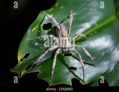 Getazi-Kammspinne oder Getazi-Bananenspinne (Cupiennius tazi), die nachts auf einem Bananenblatt sitzt, Tortuguero-Nationalpark, Costa Rica Stockfoto