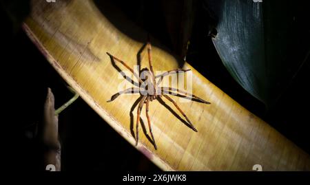 Rotkammspinne oder rothbeinige Bananenspinne (Cupiennius vgl. coccineus), die nachts auf einem trockenen Blatt sitzt, Nationalpark Tortuguero, Costa Rica Stockfoto