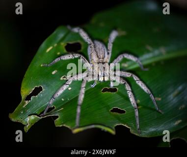 Getazi-Kammspinne oder Getazi-Bananenspinne (Cupiennius tazi), die nachts auf einem Bananenblatt sitzt, Tortuguero-Nationalpark, Costa Rica Stockfoto