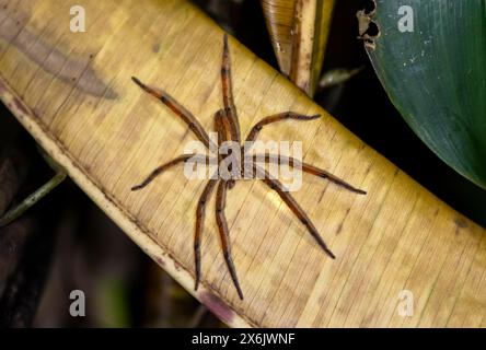 Rotkammspinne oder rothbeinige Bananenspinne (Cupiennius vgl. coccineus), die nachts auf einem trockenen Blatt sitzt, Nationalpark Tortuguero, Costa Rica Stockfoto