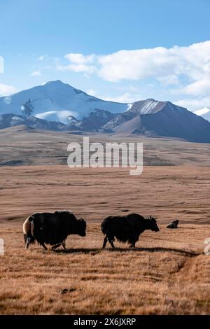 Gletscherberge und schneebedeckte Berge, Yaks auf dem Plateau in herbstlicher Berglandschaft mit gelbem Gras, Tian Shan, Sky Mountains, Sary Jaz Stockfoto