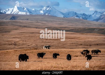 Gletscher- und schneebedeckte Berge, Yakherde, die auf dem Plateau weiden, in herbstlicher Berglandschaft mit gelbem Gras, Tian Shan, Sky Mountains Stockfoto