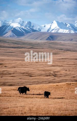 Gletscherberge und schneebedeckte Berge, Yaks auf dem Plateau in herbstlicher Berglandschaft mit gelbem Gras, Tian Shan, Sky Mountains, Sary Jaz Stockfoto