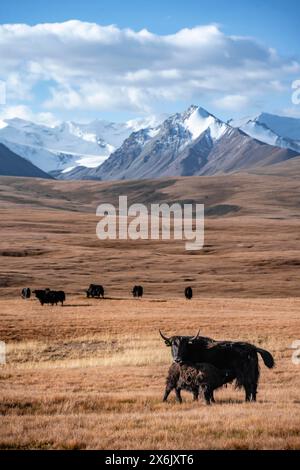 Gletscherberge und schneebedeckte Berge, Yaks, die auf dem Plateau in herbstlicher Berglandschaft mit gelbem Gras grasen, Jungtiere saugen mit Stockfoto