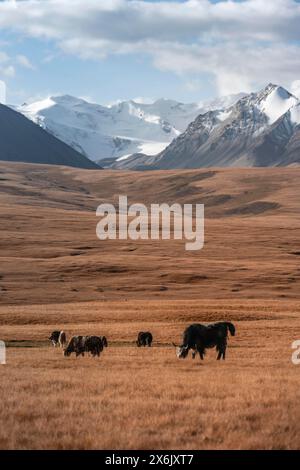 Gletscher- und schneebedeckte Berge, Yaks, die auf dem Plateau weiden, in herbstlicher Berglandschaft mit gelbem Gras, Tian Shan, Sky Mountains, Sary Stockfoto