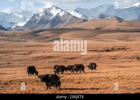 Gletscher- und schneebedeckte Berge, Yaks, die auf dem Plateau weiden, in herbstlicher Berglandschaft mit gelbem Gras, Tian Shan, Sky Mountains, Sary Stockfoto