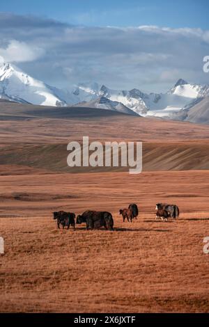 Gletscher- und schneebedeckte Berge, Yaks, die auf dem Plateau weiden, in herbstlicher Berglandschaft mit gelbem Gras, Tian Shan, Sky Mountains, Sary Stockfoto