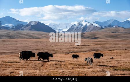 Gletscher- und schneebedeckte Berge, Yakherde, die auf dem Plateau weiden, in herbstlicher Berglandschaft mit gelbem Gras, Tian Shan, Sky Mountains Stockfoto