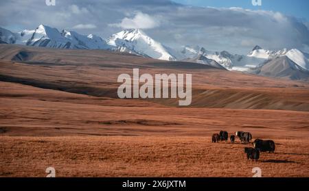 Gletscher- und schneebedeckte Berge, Yaks, die auf dem Plateau weiden, in herbstlicher Berglandschaft mit gelbem Gras, Tian Shan, Sky Mountains, Sary Stockfoto