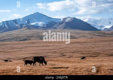 Gletscherberge und schneebedeckte Berge, Yaks auf dem Plateau in herbstlicher Berglandschaft mit gelbem Gras, Tian Shan, Sky Mountains, Sary Jaz Stockfoto