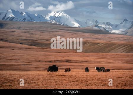 Gletscher- und schneebedeckte Berge, Yaks, die auf dem Plateau weiden, in herbstlicher Berglandschaft mit gelbem Gras, Tian Shan, Sky Mountains, Sary Stockfoto