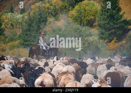 Hirten auf Pferden treiben Schafherde entlang einer Strecke, Karkyra-Tal, Karkyra-Fluss, Kirgisistan Stockfoto